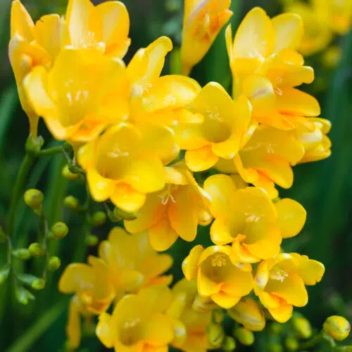 Freesia Simple Jaune