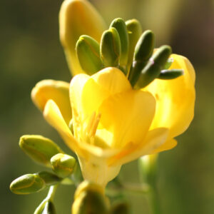 Freesia Simple Jaune