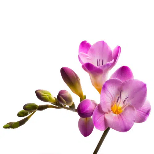 Freesia Simple Rose