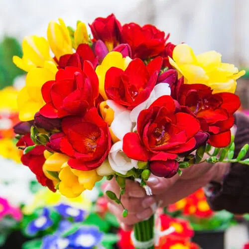 Freesias doubles en mélange