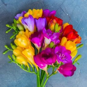 Freesias doubles en mélange