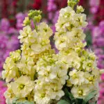 Giroflée quarantaine Yellow Wonder