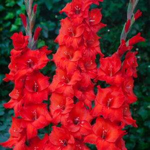 Glaïeul à Grandes Fleurs Magma