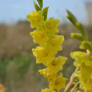 Glaïeul à Grandes Fleurs Novalux