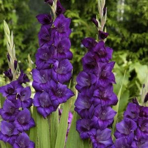 Glaïeul à Grandes Fleurs Purple Flora