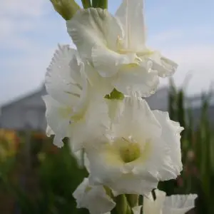 Glaïeul à Grandes Fleurs White Friendship