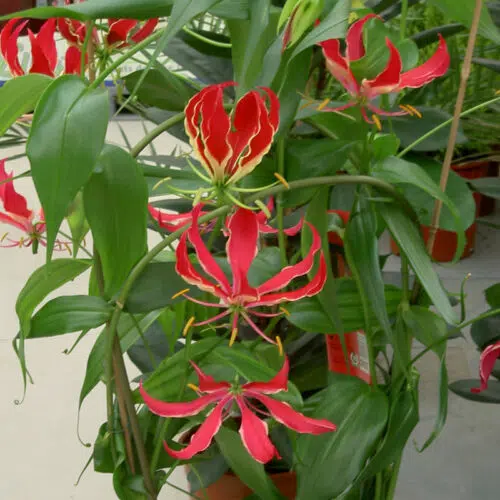 Gloriosa Rothschildiana