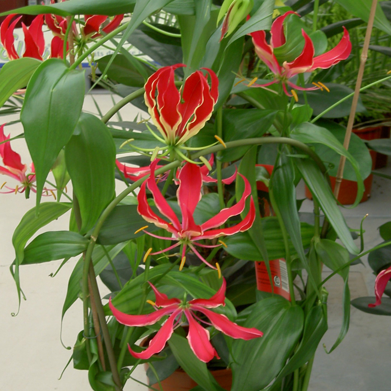 Gloriosa Rothschildiana