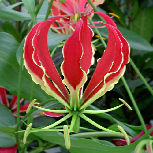 Gloriosa Rothschildiana