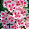 Godetia à fleur d'Azalée Maiden Blush