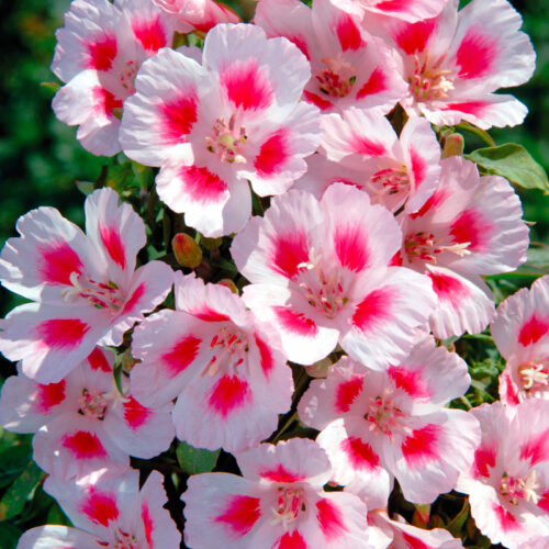 Godetia à fleur d'Azalée Maiden Blush