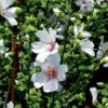 Guimauve officinale preseme bio