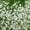Gypsophile Bristol Fairy