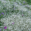 Gypsophile Bristol Fairy