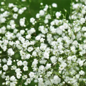 Gypsophile Bristol Fairy