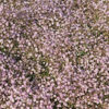 Gypsophile Flamingo