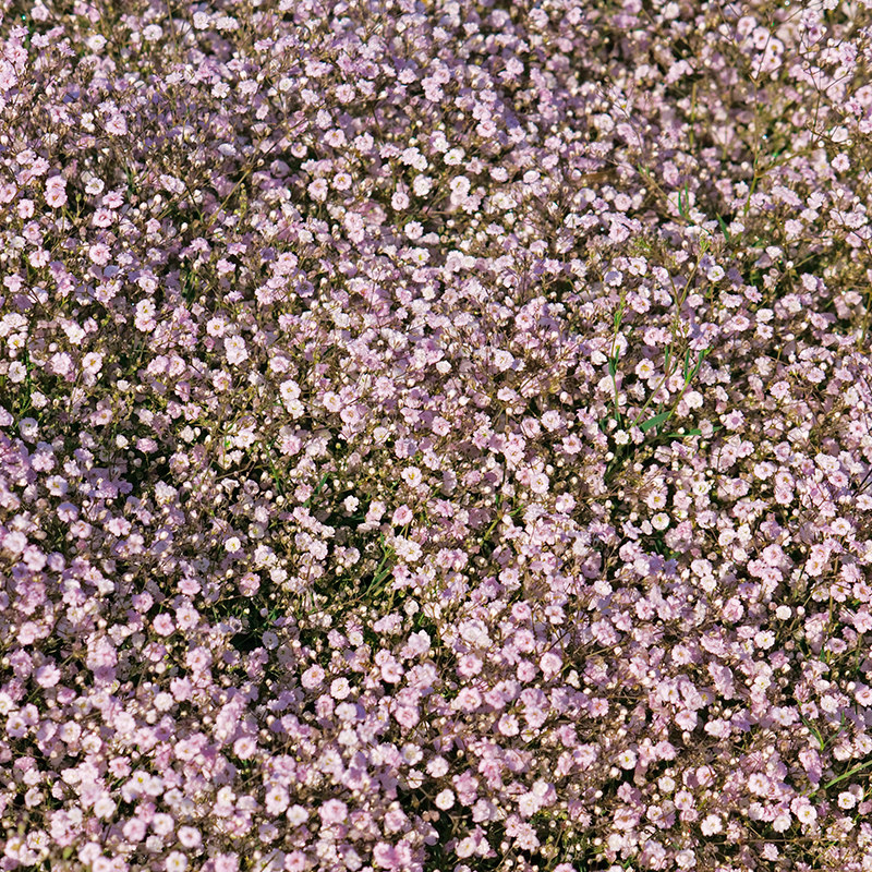 Gypsophile Flamingo