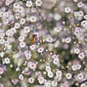 Gypsophile Flamingo