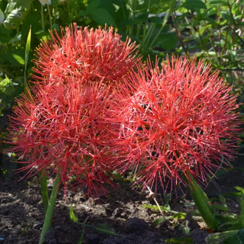 Haemanthus multiflorus (scadoxus)