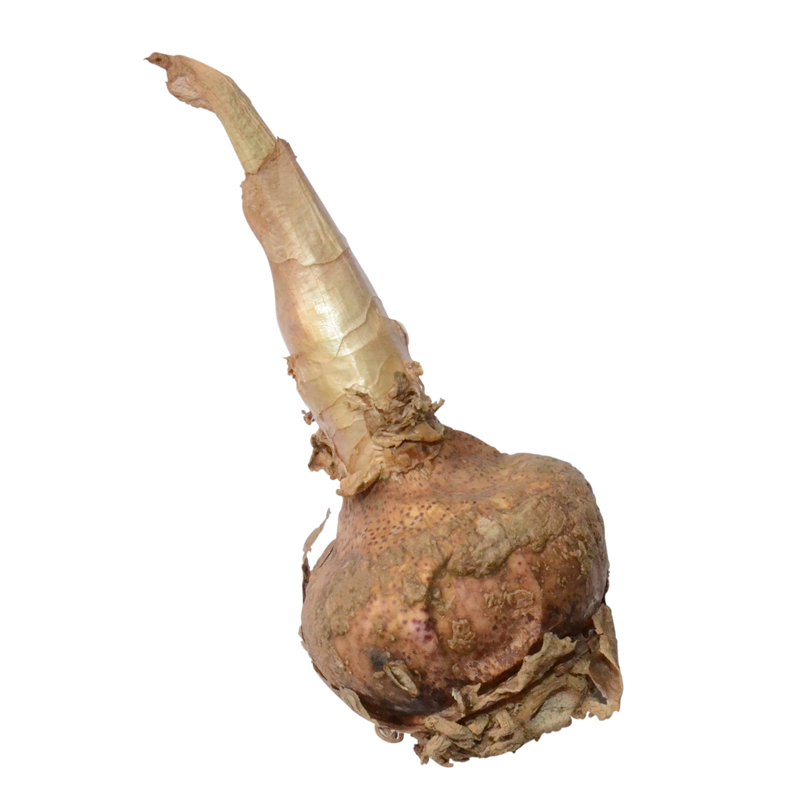 Haemanthus multiflorus - Scadoxus