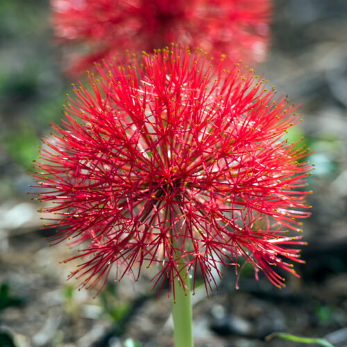 Haemanthus multiflorus (scadoxus)