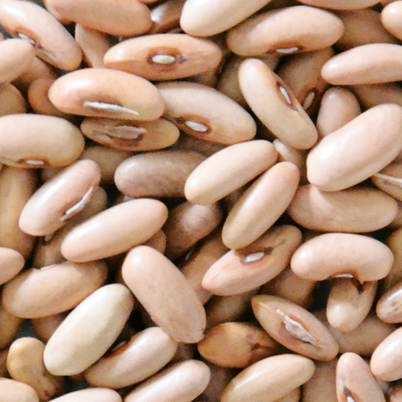 Haricot à rame mangetout Carminat