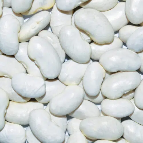 Haricot à rame mangetout Helda bio