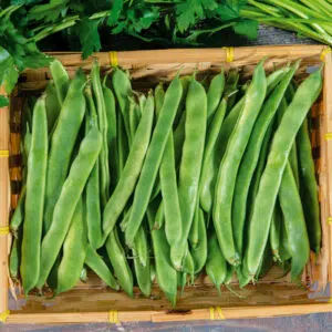 Haricot à rame mangetout Helda bio