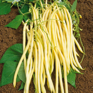 Haricot à rame mangetout Monte Gusto