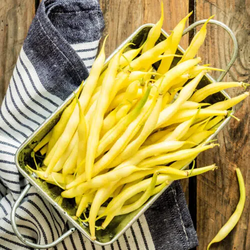 Haricot à rame mangetout Neckargold bio