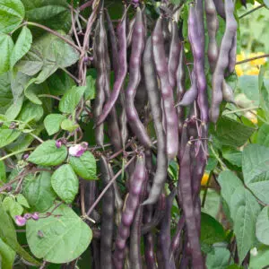 Haricot à rames mangetout à cosse violette sans fil