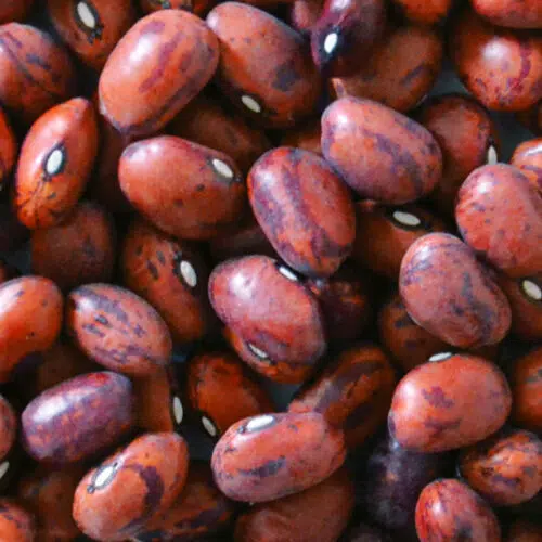 Haricot nain à écosser Flambo
