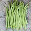 Haricot nain filet mangetout Pongo bio