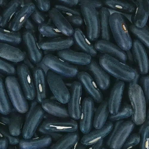 Haricot nain filet mangetout Pongo bio