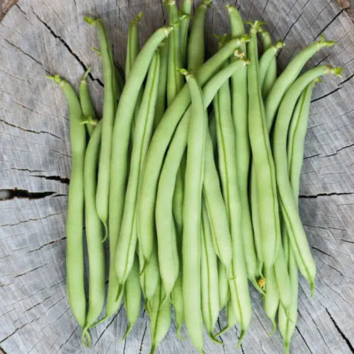 Haricot nain filet mangetout Pongo bio