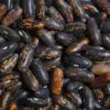 Haricot nain mangetout Castandel
