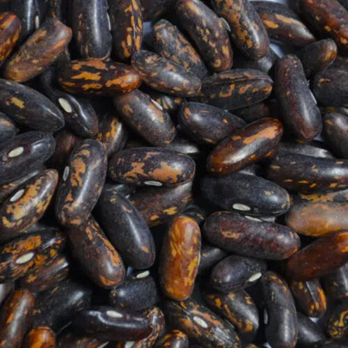 Haricot nain mangetout Castandel