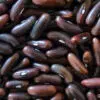 Haricot nain mangetout Contender