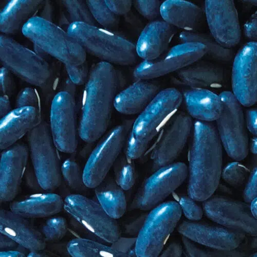 Haricot nain mangetout de Rocquencourt