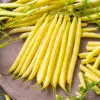 Haricot nain mangetout Minidor