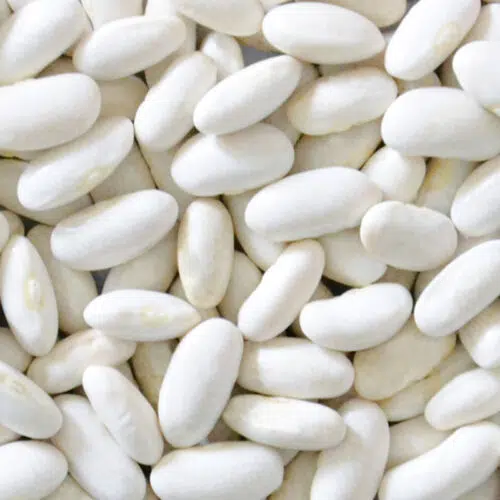 Haricot nain mangetout Fructidor