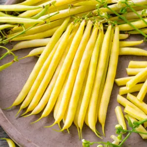 Haricot nain mangetout Minidor