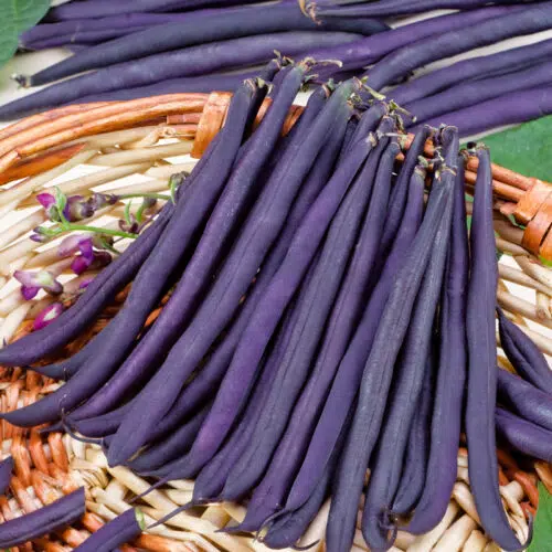 Lot De 3x40 Graines De Haricot Grimpant Mélissa Violet Semences EXCEPTIONNELLE e