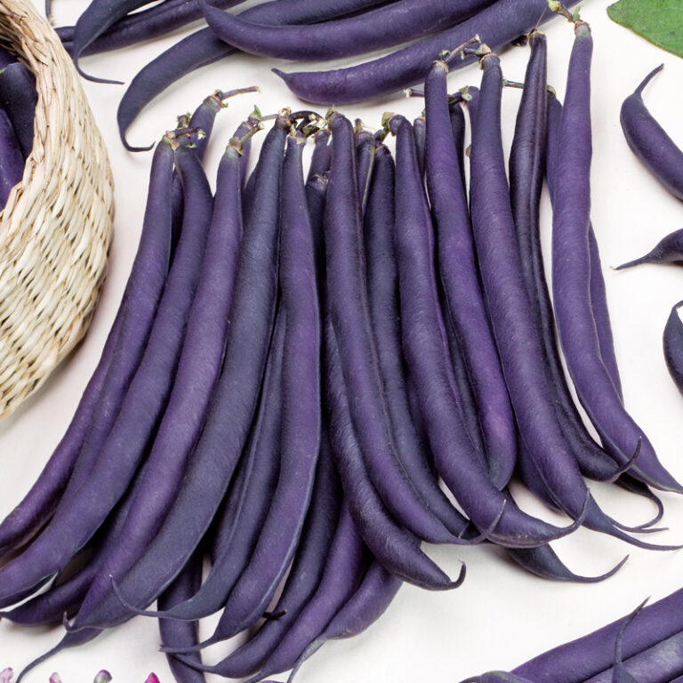 Graines Haricot Nain Purple Queen Filet sans Fil Mangetout 10g - La ferme Sainte Marthe