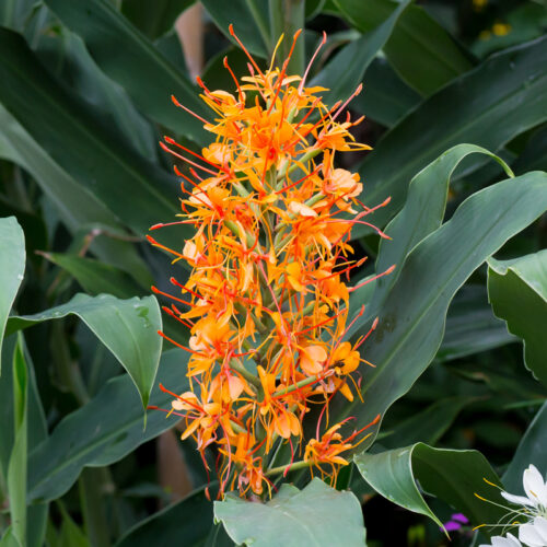 Hedychium Coccineum Tara