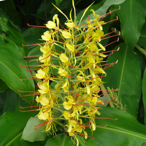 Hedychium Gardnerianum