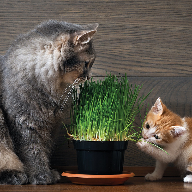 Herbe à chat - tout en un ! 