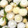 Immortelle blanche