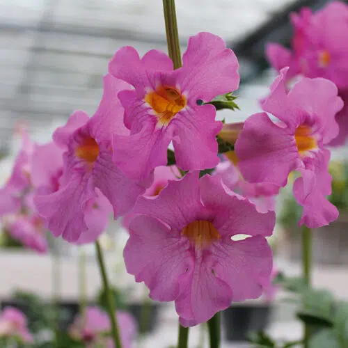 Incarvillea Delavayi Rose