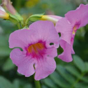 Incarvillea Delavayi Rose